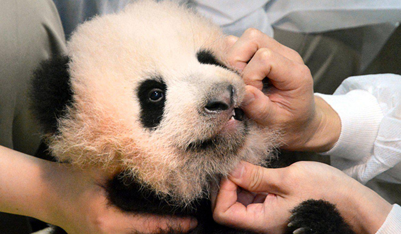 Nuevo panda gigante de zoo se llamará Xiang Xiang por voto popular