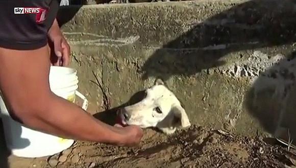 San Martín: Este rescate de un perrito en alcantarillado te romperá el corazón [VIDEO]
