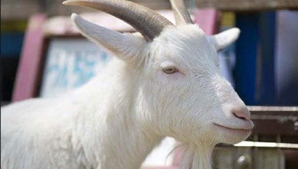 Brasil: Clonan cabra que produce leche para combatir enfermedad