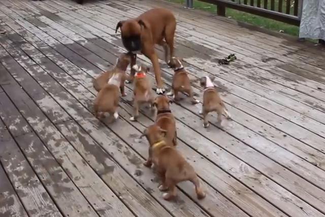 La confusión de los pequeños canes causó una singular reacción en el padre. (Facebook: @animal.esrevista)