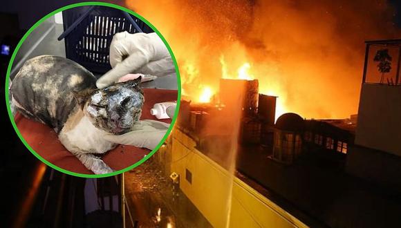 Incendio en Mesa Redonda: Gatita fue rescatada y necesita ayuda urgente por graves quemaduras 