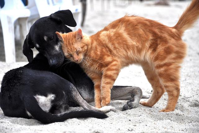El paseo de una perrita se convirtió en una misión de rescate de una indefensa gatita abandonada. (Foto: Pixabay/Referencial)