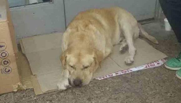 Perro espera en la puerta de un hospital a su dueño que murió (FOTOS)