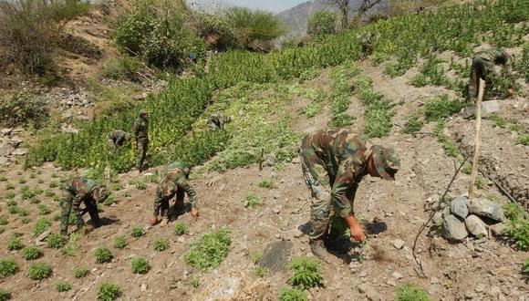 Ayacucho: "Los Sinchis de Mazamari" erradicaron 7,920 plantones de marihuana e incautaron 92 kilos del ilegal cultivo de la variedad skan o moño rojo en proceso de secado. (Foto PNP)