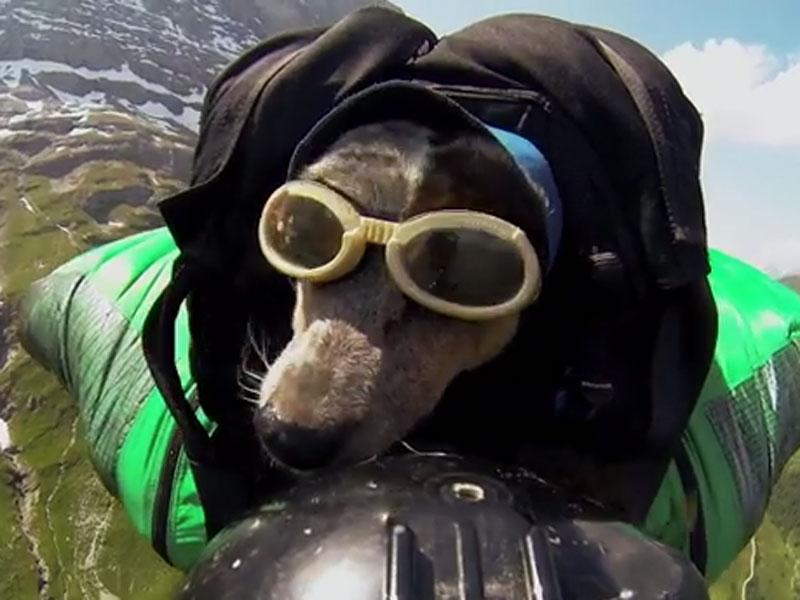 Perro realiza increíble salto en paracaídas [VIDEO] 