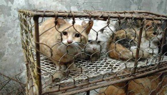 En Vietnam siguen comiendo carne de gato pese a ser ilegal