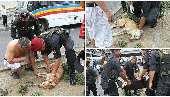 Mascotas: perrito que seguía a su dueña es atropellado por PNP en el Cercado de Lima