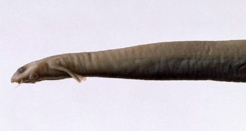 ​Candirú: Esta es la verdad del pez carnívoro que se alimenta de genitales