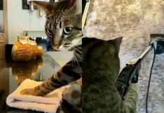 Gato se convierte en “amo de casa” por un día y ayuda a su dueño a limpiar