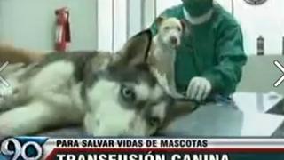 Ventanilla: Perro salva la vida de un cachorro 'donándole' su sangre [VIDEO] 