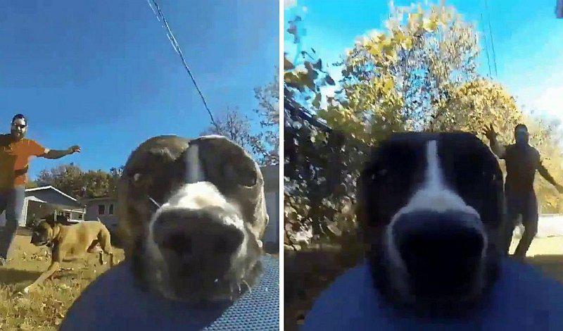 Perro roba una cámara y termina filmando su huida