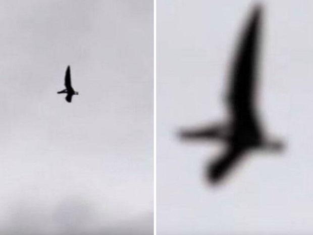 ​Youtube: Captan un 'pterodáctilo' sobrevolando Ohio [VIDEO]