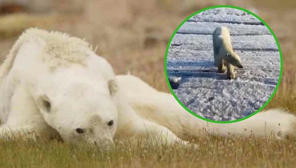 Encuentran a oso polar desnutrido que había caminado 700 km (VIDEO)