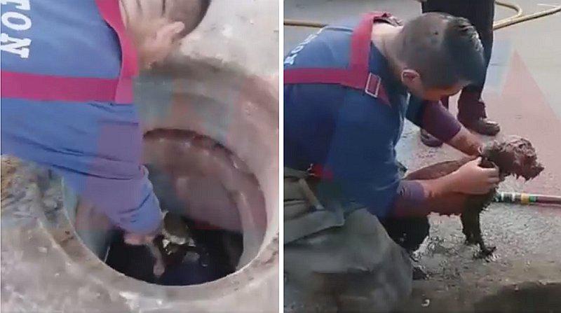 El valeroso rescate de una perrita ciega atrapada en un alcantarilla por un bombero