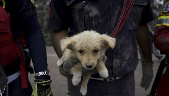 Guatemala: Animales son rescatados tras tragedia