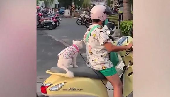 Gato en moto es sensación.
