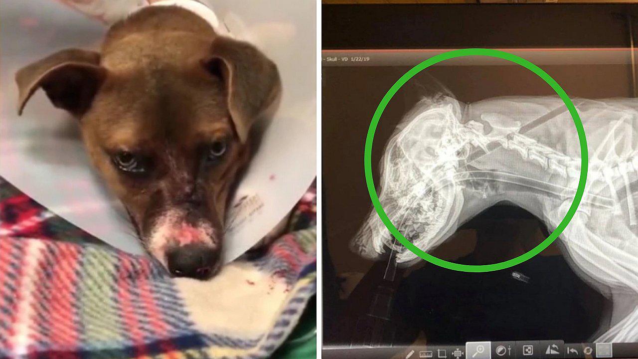 Desconocidos clavan flecha a una perrita pero esta logra sobrevivir de milagro
