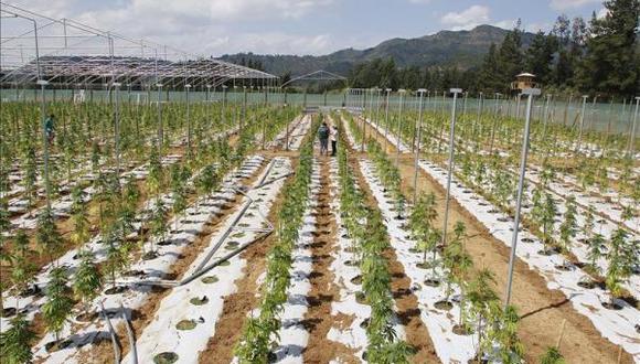 La mayor plantación legal de cannabis de América Latina crece en Chile 