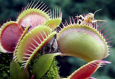 Plantas carnívoras viven bajo amenaza por destrucción de su hábitat