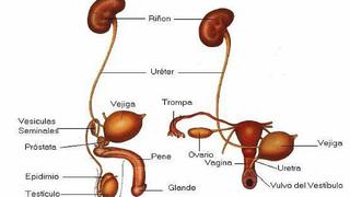 El sistema urinario 