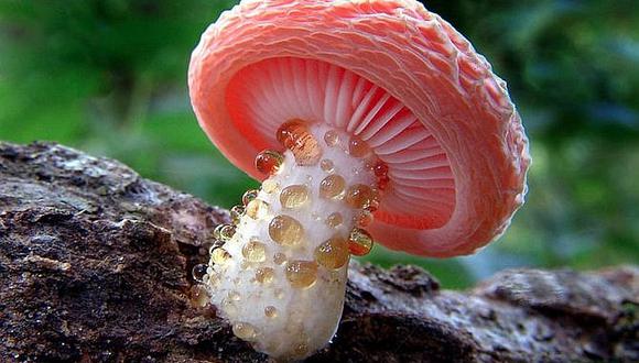 El reino fungi