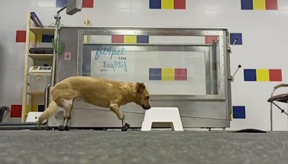 Monika, la perra rusa que volvió a caminar, se recupera.