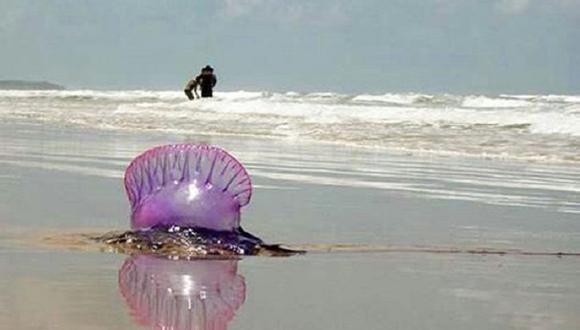 Todo sobre las medusas venenosas que rondan playas 