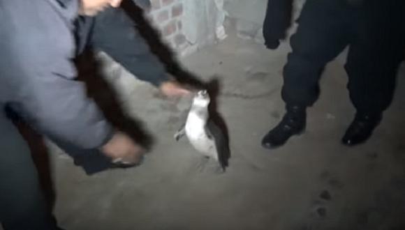 ​Áncash: Pingüino suicida intenta cruzar la Panamericana Norte pero lo rescatan
