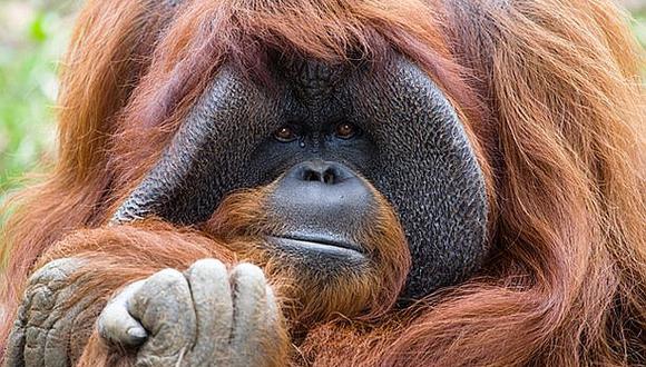 Muere Chantek, el orangután que se comunicaba con lenguaje de signos (VIDEO) 