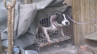 Perro fue liberado tras vivir encadenado y encerrado en jaula [VIDEO]