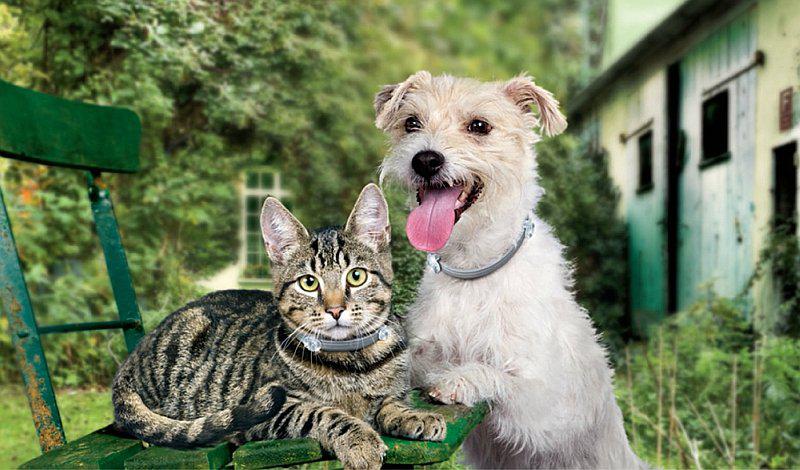 Importancia del control de las pulgas y parásitos en las mascotas