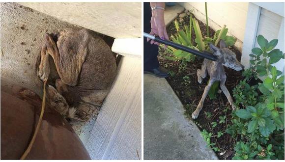 Facebook: Creyó rescatar a un perro y se llevó esta triste sorpresa [FOTOS]