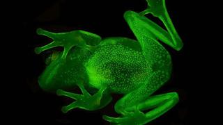 Este es el primer anfibio fluorescente conocido en la Tierra [FOTOS]