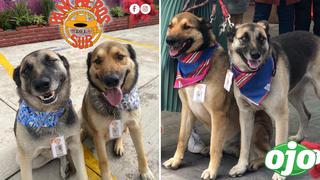 Perritos trabajan como meseros en un restaurante que los rescató de la calle | FOTO