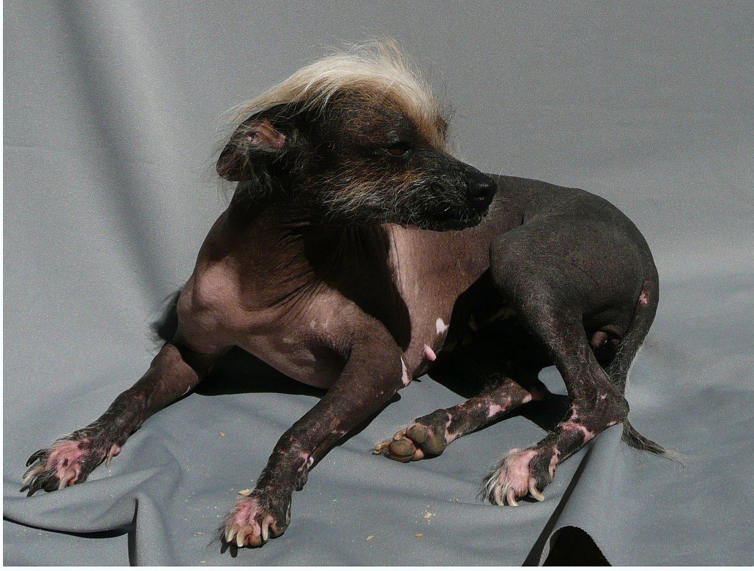 Ciencia descubre el origen del perro peruano sin pelo, ¡conócelo!