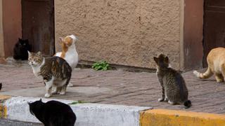 Científicos acusan a pandillas de gatos callejeros por extinción de algunas especies animales