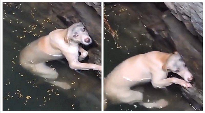 Perrita lucha por su vida durante horas y las imágenes conmueven al mundo (VIDEO)