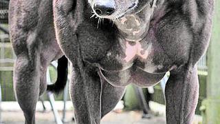 Crean perro musculoso en china