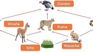 ¿Cómo se inicia una cadena alimenticia? 