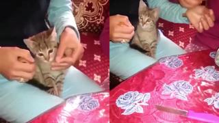Gatito corta cinta adhesiva para ayudar a sus dueñas a envolver un regalo