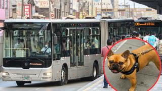 Metropolitano: ¿cómo se pueden trasladar mascotas en los buses? sigue estas recomendaciones