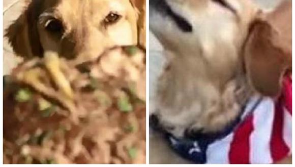 ​YouTube: Así sufre un perro al no poder atrapar comida que le lanzan [VIDEO]