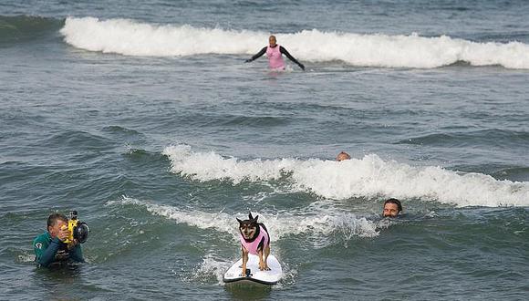 Perros surfistas invaden como cada año una playa de EE.UU. [FOTOS]
