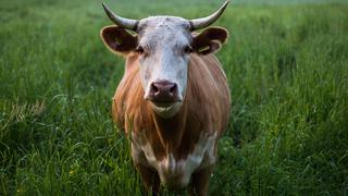 La divertida historia de una vaca fugitiva que tiene de cabeza a la policía de Florida