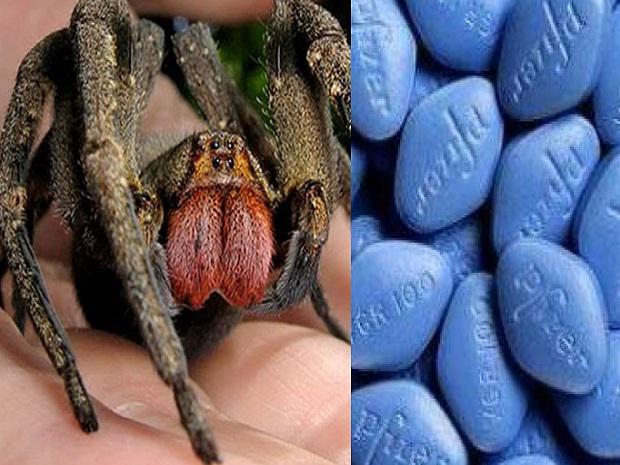 ​Científicos descubren que veneno de araña es mejor que el viagra
