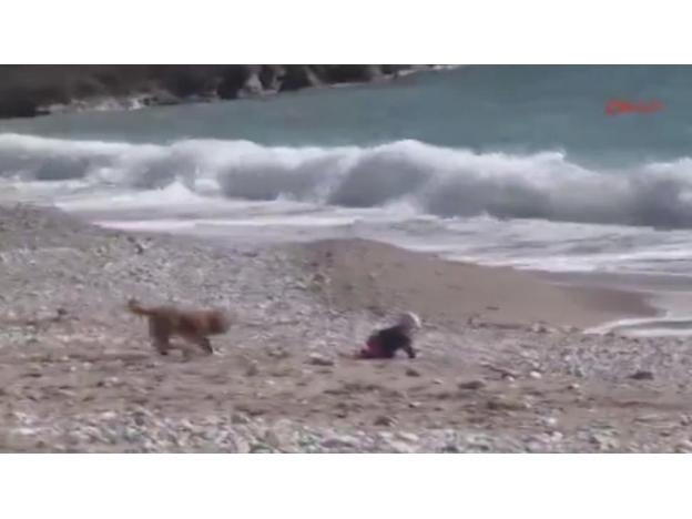 Perro salva a bebe de caer en el mar [VIDEO]