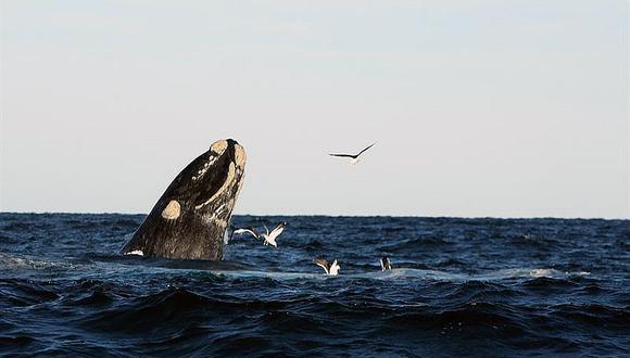 El vuelo de la ballena franca vuelve a la Patagonia argentina 