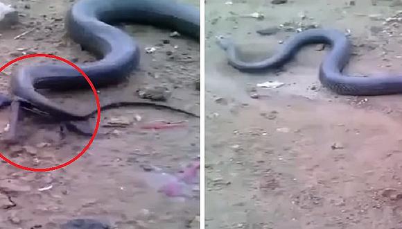 YouTube: anaconda pare 20 crías y causa impacto en la India (VIDEO)