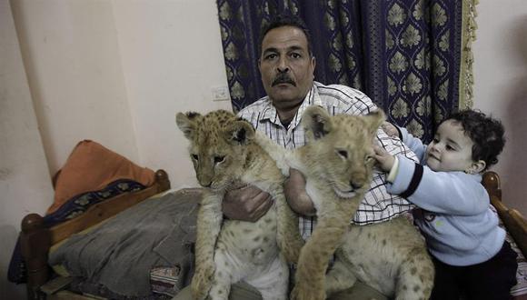 Temen que leones palestinos en Gaza sean abatidos por ataques de Israel 