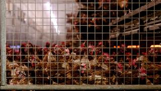 Con ley liberarán a gallinas ponedoras para que dejen jaulas que las torturan | VIDEO